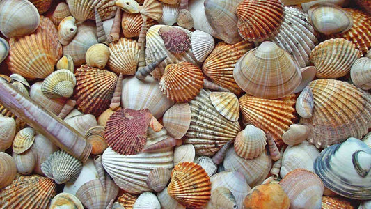 The Scallop Shell Ring